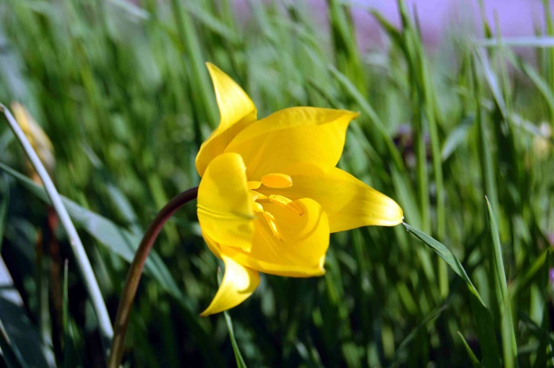 Fioritura di Tulipa sylvestris